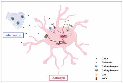 Astrocytes: GABAceptive and GABAergic Cells in the Brain